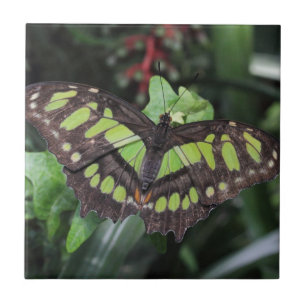 Siproeta stelenes tile