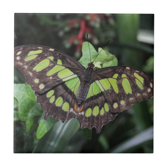 Siproeta stelenes tile (Front)