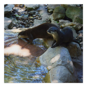 **"Sips by the Stream: Otters Drinking from River  Poster