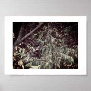 Sir Stag Yosemite Hiking Trail Colour Photography  Poster