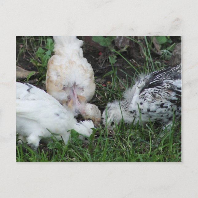 "Sisterly Love"   3 hen Chicks Postcard (Front)