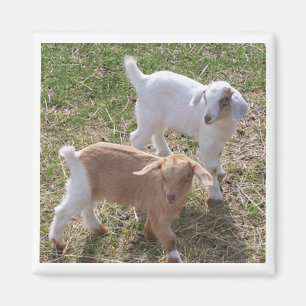 Sister's Goats Magnet