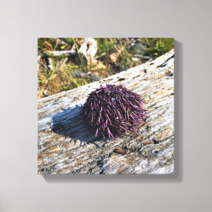 Sisters Rock State Park, Oregon Coast Canvas Print