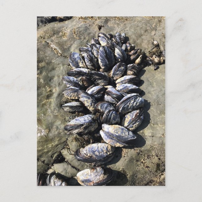 Sisters Rock State Park, Oregon Coast Postcard (Front)