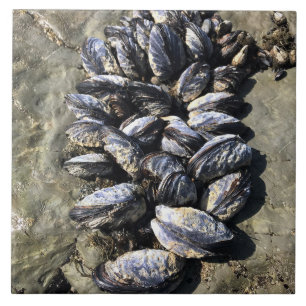 Sisters Rock State Park, Oregon Coast Tile