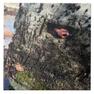 Sisters Rock State Park, Oregon Coast Tile