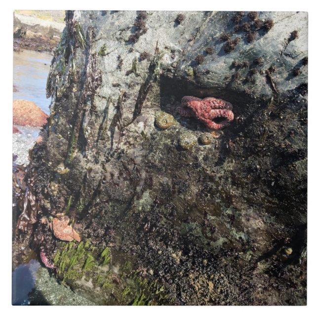 Sisters Rock State Park, Oregon Coast Tile (Front)