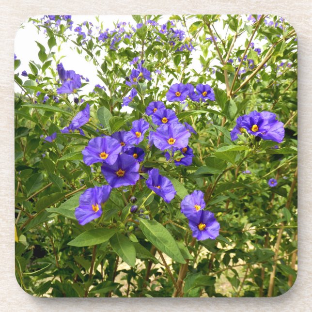 Sisyrinchium Angustifolium Hard Plastic Coaster (Front)