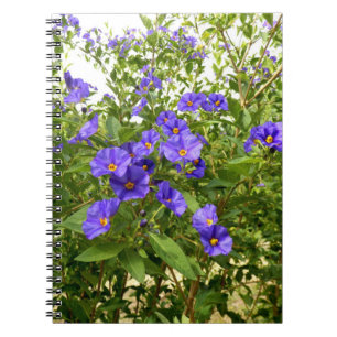 Sisyrinchium Angustifolium Photo Notebook