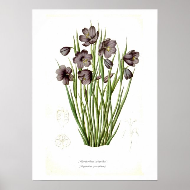 Sisyrinchium douglasii poster (Front)