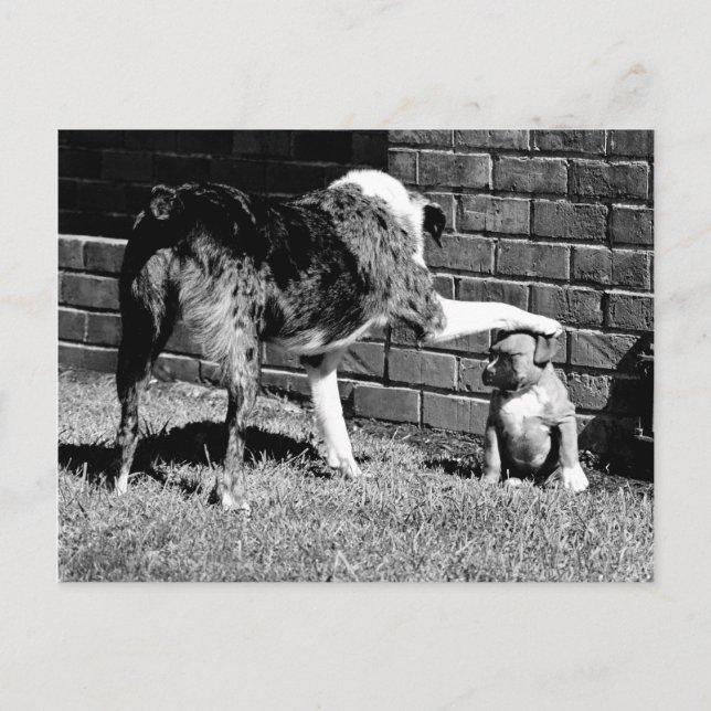 Sit- - - Stay - - - Postcard (Front)