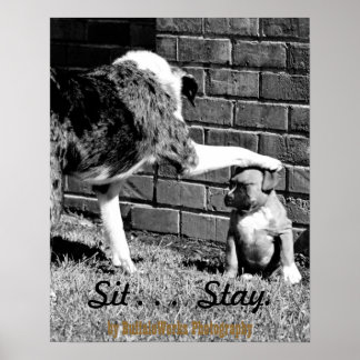 Sit- - - Stay - - - Poster