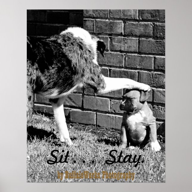 Sit- - - Stay - - - Poster (Front)