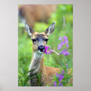 Sitka Black Tailed Deer Poster