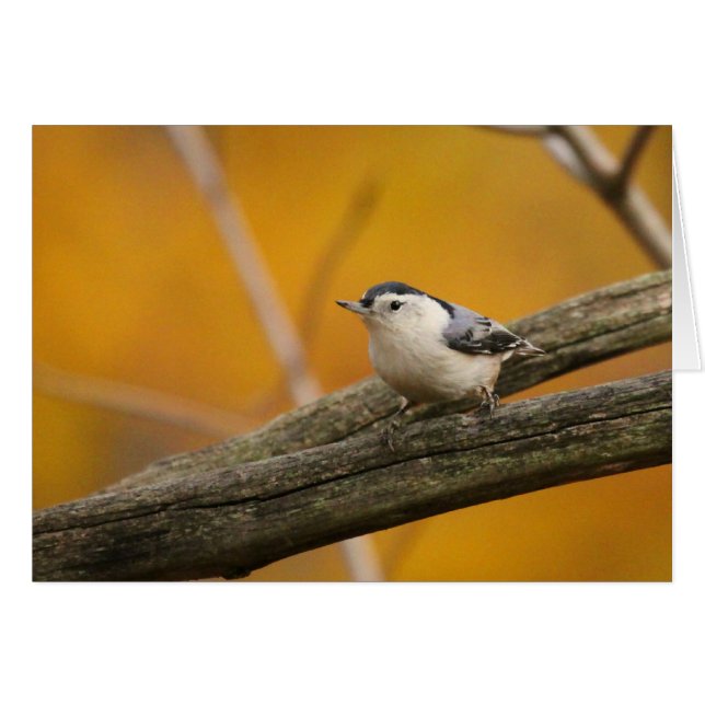 Sittelle Blanche-breasted (Devant horizontal)