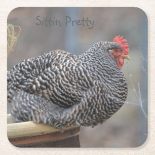 Sittin Pretty Chicken Party Coaster