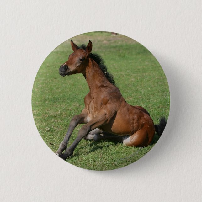 Sitting Arab Foal 2 Inch Round Button (Front)