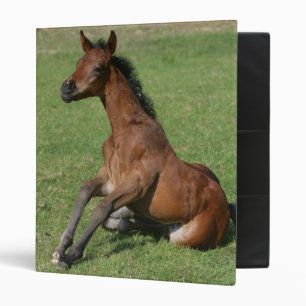 Sitting Arab Foal Binder