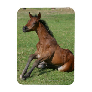 Sitting Arab Foal Magnet
