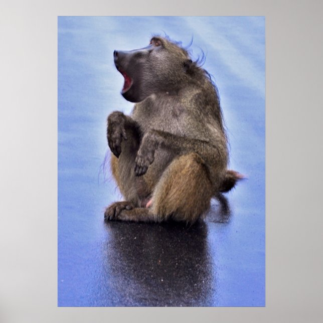 Sitting Baboon Poster (Front)