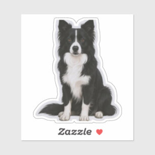 Sitting Border Collie