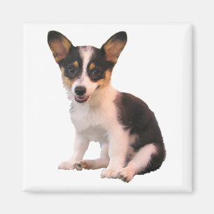 Sitting Cardigan Welsh Corgi Puppy Magnet