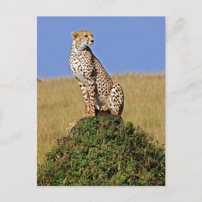 Sitting Cheetah Postcard (Front)
