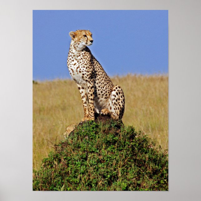 Sitting Cheetah Poster (Front)