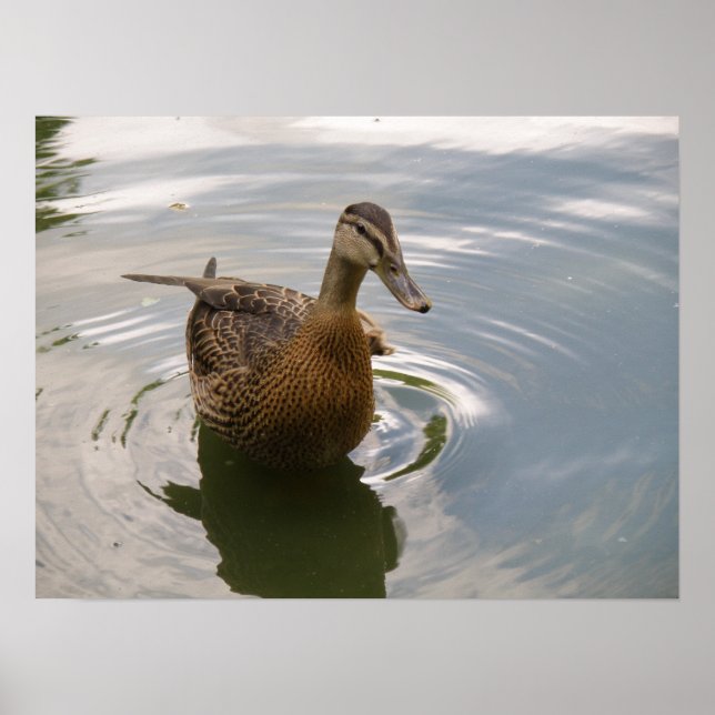 Sitting Duck Print (Front)