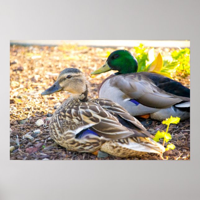 Sitting Ducks - Poster (Front)