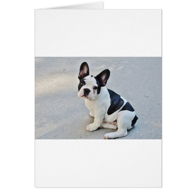 sitting french bulldog (Front)