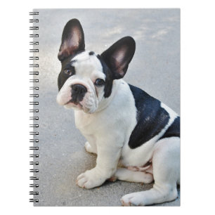 sitting french bulldog notebook