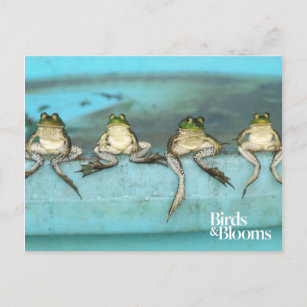 Sitting Frogs Postcard