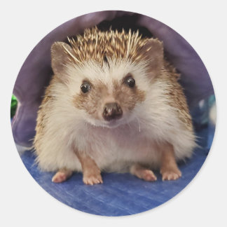 Sitting hedgehog classic round sticker