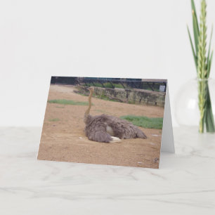 "Sitting Ostrich" Thank You Card