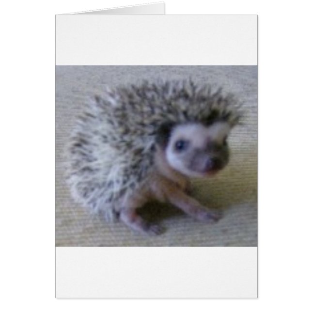 Sitting pretty hedgehog (Front)
