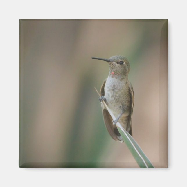 Sitting pretty hummingbird magnet (Front)