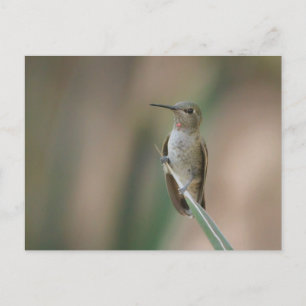 Sitting pretty hummingbird postcard