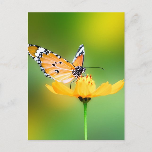Sitting Pretty Little Butterfly on a Flower Postcard (Front)