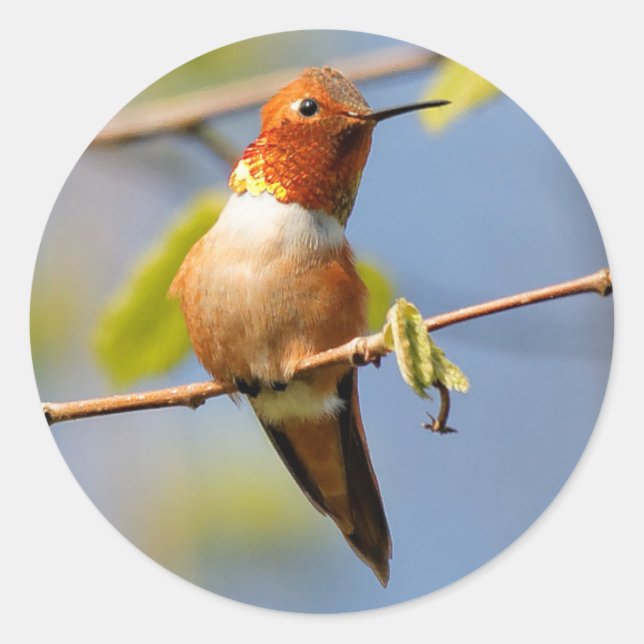 Sitting Pretty: Male Rufous Hummingbird Classic Round Sticker (Front)