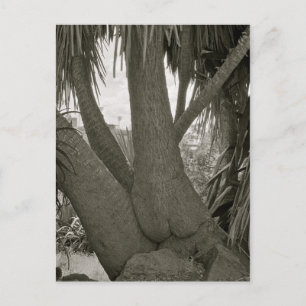 Sitting Tree Postcard