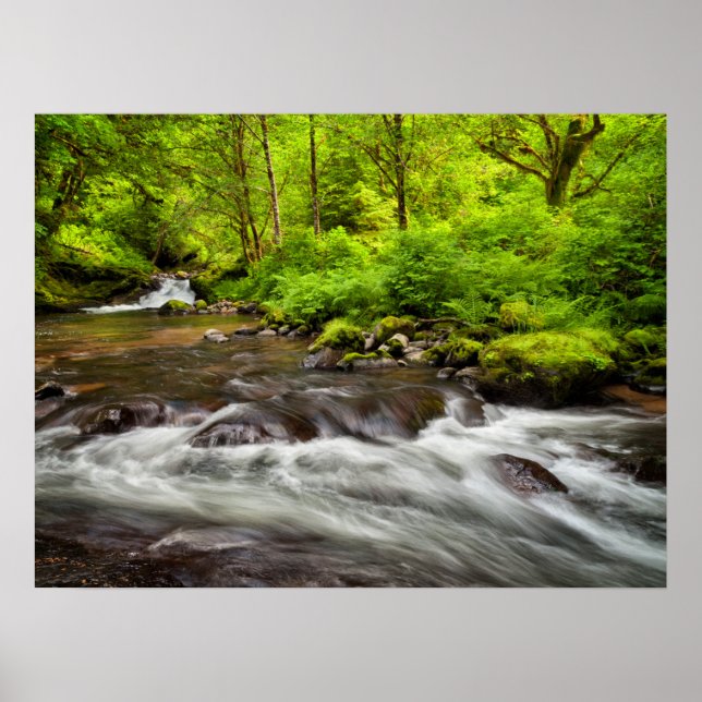 Siuslaw National Forest, Sweet Creek, Oregon Poster (Front)
