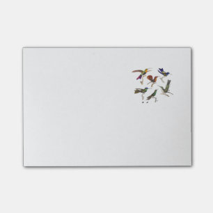 Six Colourful Hummingbirds Post-it Notes