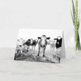 Six Cows Greeting Cards