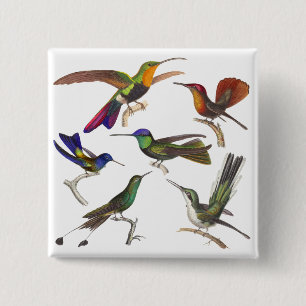 Six Different Hummingbirds - Rene Primevere Lesson 2 Inch Square Button