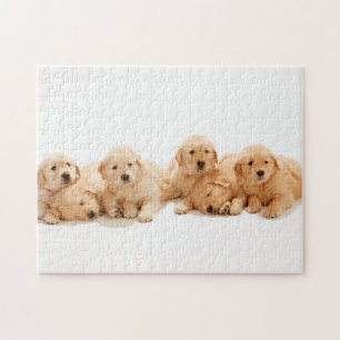Six Golden Retriever Puppies Jigsaw Puzzle