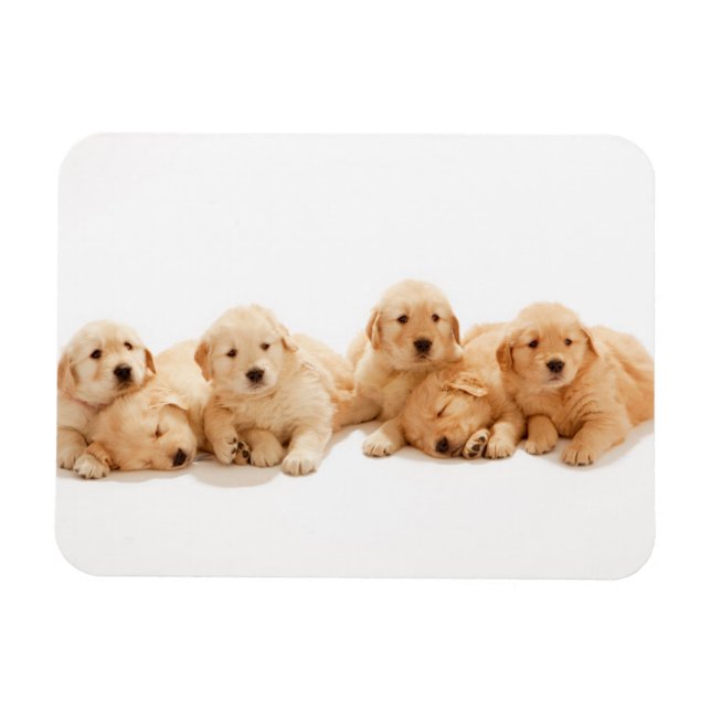 Six Golden Retriever Puppies Magnet (Horizontal)