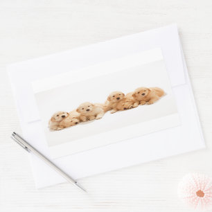 Six Golden Retriever Puppies Sticker