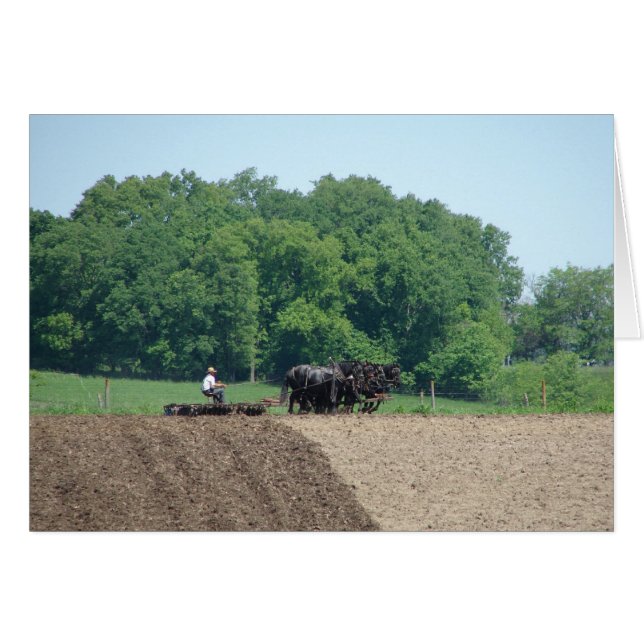 Six Horse Team at Work (Front Horizontal)