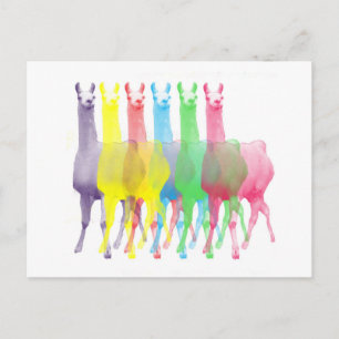 six lamas in six llama colours postcard